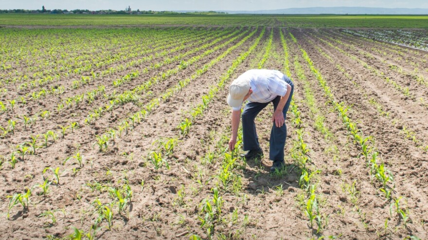 Hladno vreme usporilo rast jarih useva. I dalje nestabilno, sa čestom kišom