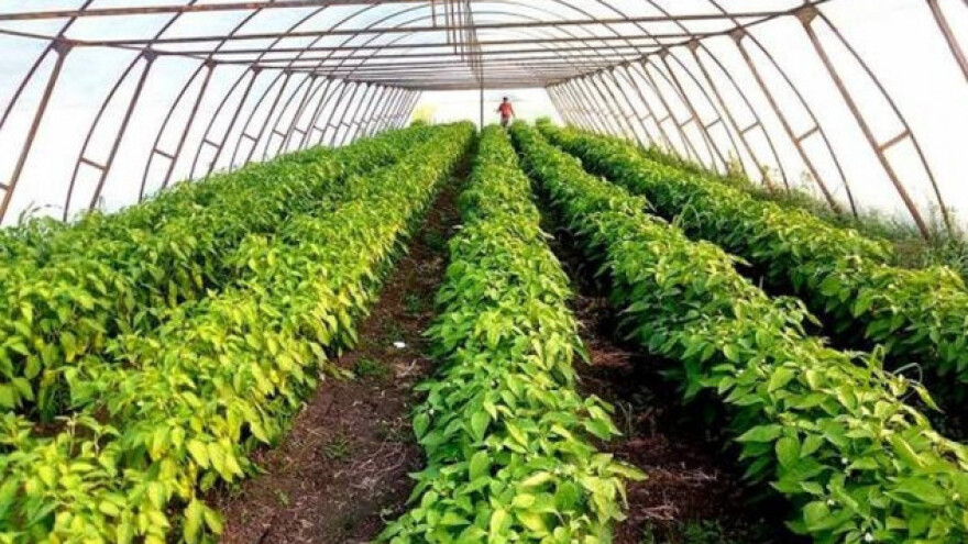 Ljubav iz školske klupe proizvela organski raj