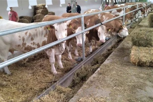 Stočarske farme za vreme korone: Hrane dovoljno, veterinar dostupan 24/7