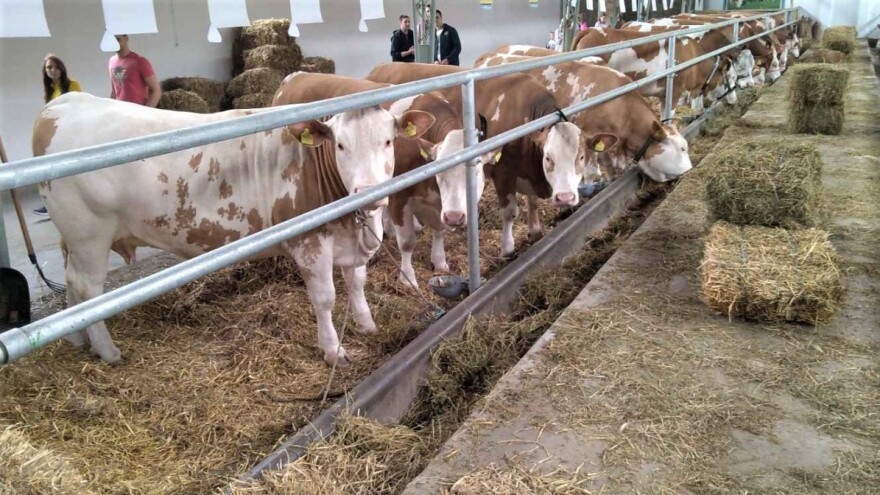 Stočarske farme za vreme korone: Hrane dovoljno, veterinar dostupan 24/7