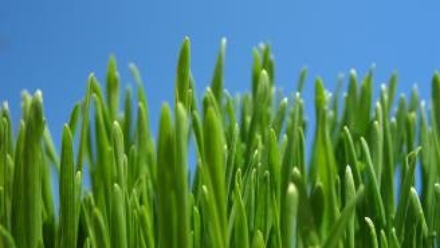 Dani voćara Vukovarsko-srijemske županije