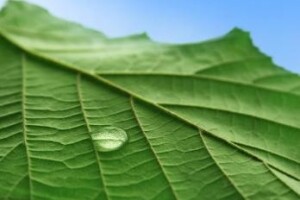 EU AgroInfo i AgroTehnika - broj 8