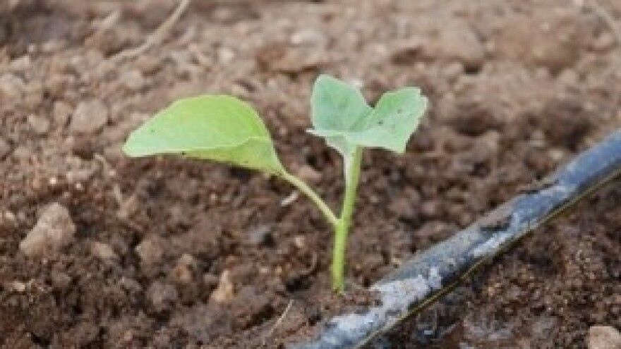 Dobre bakterije za vaše biljke i tlo