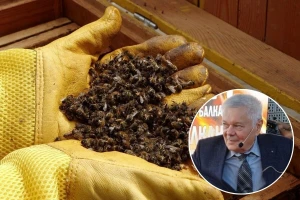 Vodeći mađarski stručnjak za bolesti pčela: Četiri su njihove glavne "ubice", nije samo varoa!