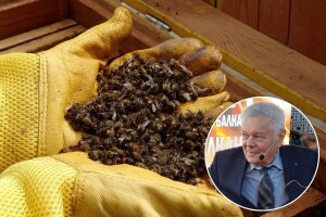 Vodeći mađarski stručnjak za bolesti pčela: Četiri su njihove glavne "ubice", nije samo varoa!