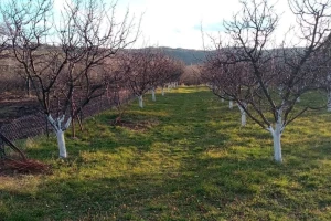 Nastavak hladnog vremena: Rezidba jabučastog i koštičavog voća