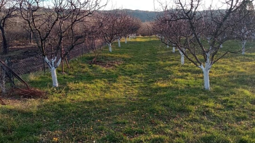 Nastavak hladnog vremena: Rezidba jabučastog i koštičavog voća