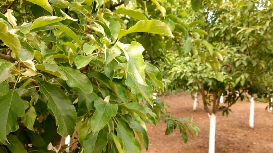 Mogući pljuskovi sa gradom: Bolesti i insekti napadaju zasade voća