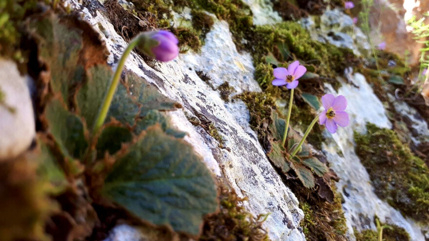 Srpska i Natalijina ramonda zajedno rastu samo kraj Niša