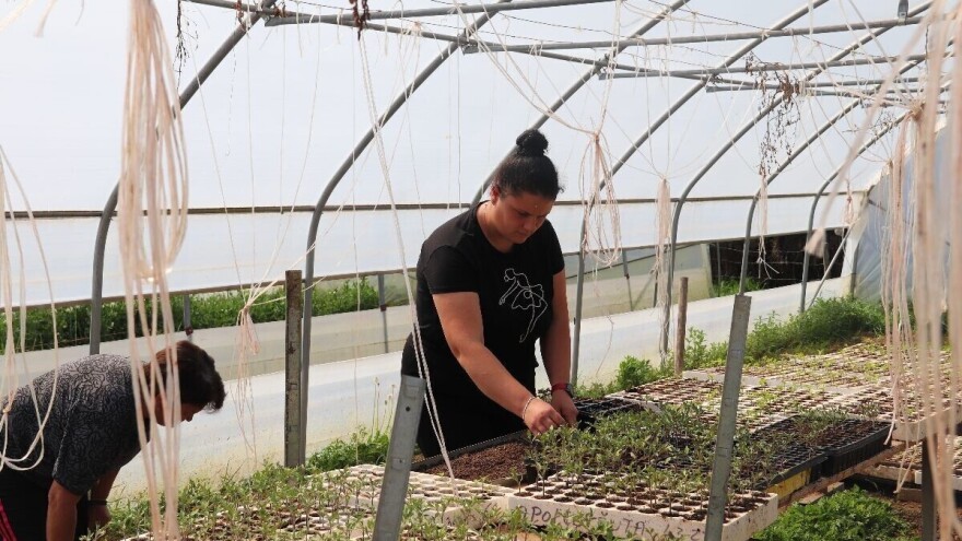 S 19 godina podigla prvi plastenik, danas sa svekrvom na 600 kvadrata proizvodi povrće