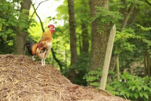 Izmjene Natječaja za operaciju 6.3.1. Potpora razvoju malih poljoprivrednih gospodarstava