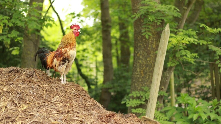 Izmjene Natječaja za operaciju 6.3.1. Potpora razvoju malih poljoprivrednih gospodarstava
