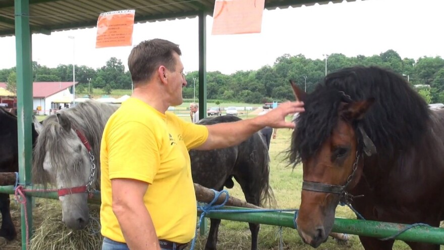 Uzgajivači imaju puno volje za rad s konjima, ali nedostaje im pomoć države