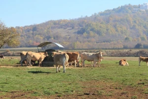 Pravilnik o utvrđivanju naknada za šumu i šumsko zemljište - neprovediv?