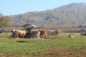 Pravilnik o utvrđivanju naknada za šumu i šumsko zemljište - neprovediv?