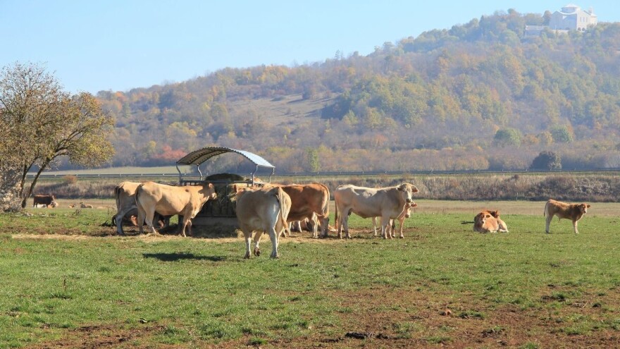 Pravilnik o utvrđivanju naknada za šumu i šumsko zemljište - neprovediv?