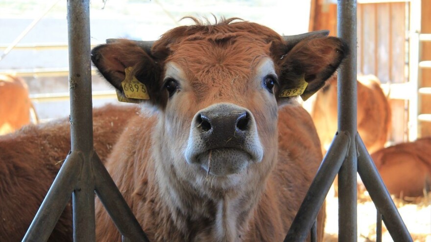 Poljoprivreda i statistika: Manje mlijeka, jaja i pilića, više svinjetine