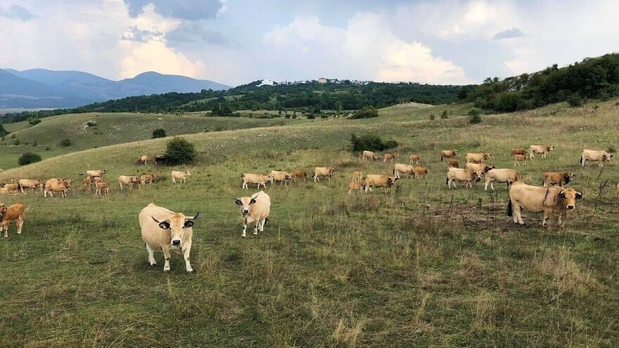 Ekoteletina iz Like osvaja domaće i regionalno tržište, a u planu je i lički ćevap