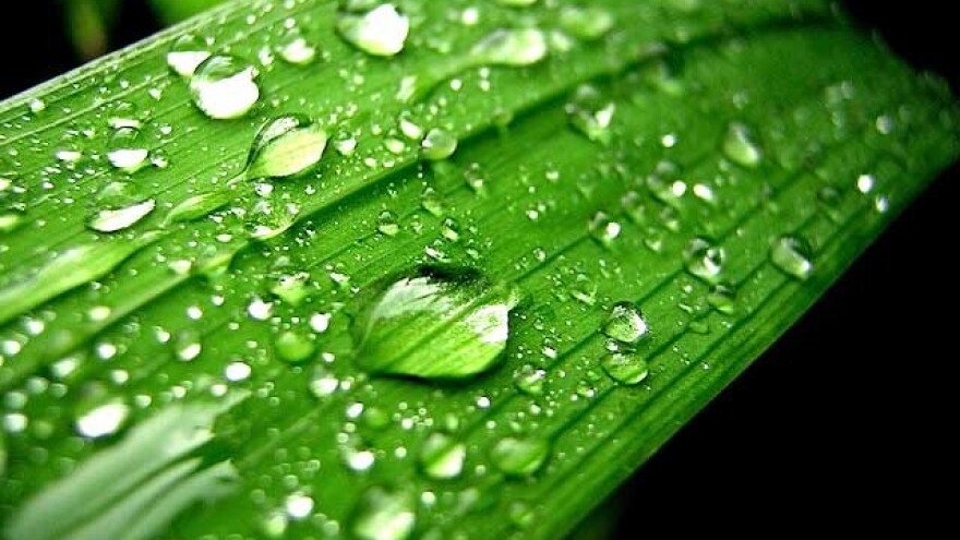 Međunarodni simpozij o invazivnim biljkama i korovima