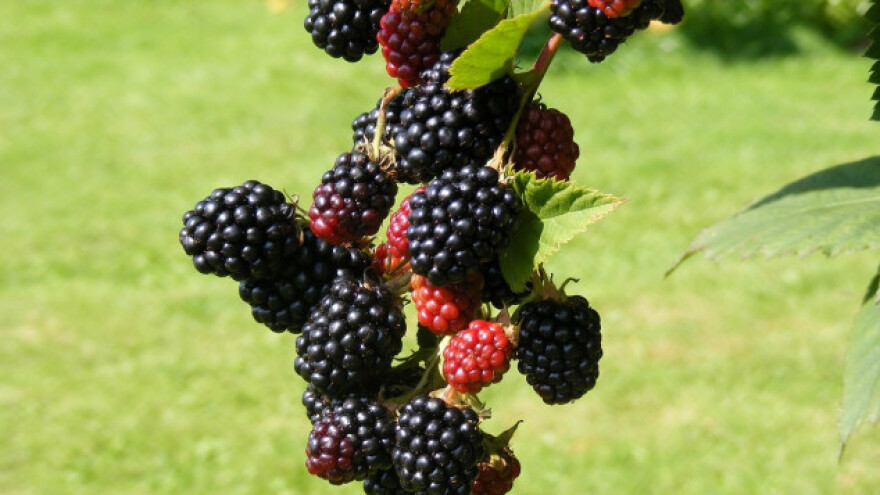 Četiri načina razmnožavanja slatke kupine