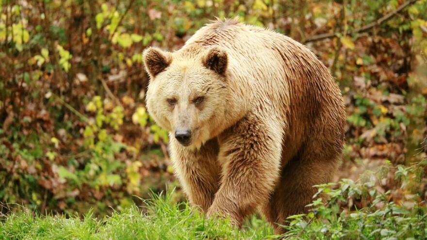 Pozvali korisnike lovišta da hrane medvjede - tako će ih zadržati dalje od naselja