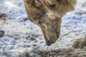 Koristili teliće kao mamce - vuk i lisica uginuli od opasnog i zabranjenog otrova