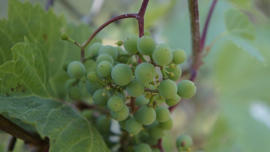Za bolju kvalitetu plodova birajte Alga plus