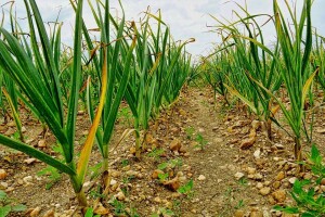 Štetnici češnjaka - kako ih prepoznati i suzbiti