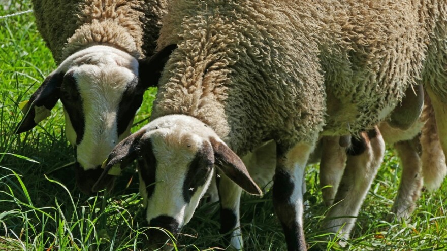 Zabrana napasivanja stoke do skidanja prvog otkosa