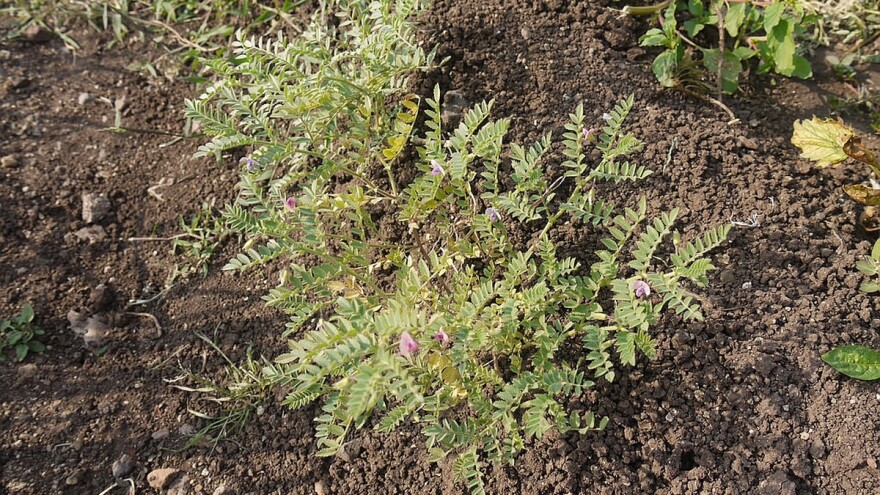 Naut - jedna od najotpornijih mahunarki na sušu