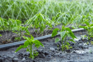 Prije 30-ak godina navodnjavalo se oko 7.000 ha, a danas 1.500 ha poljoprivrednog zemljišta u RS