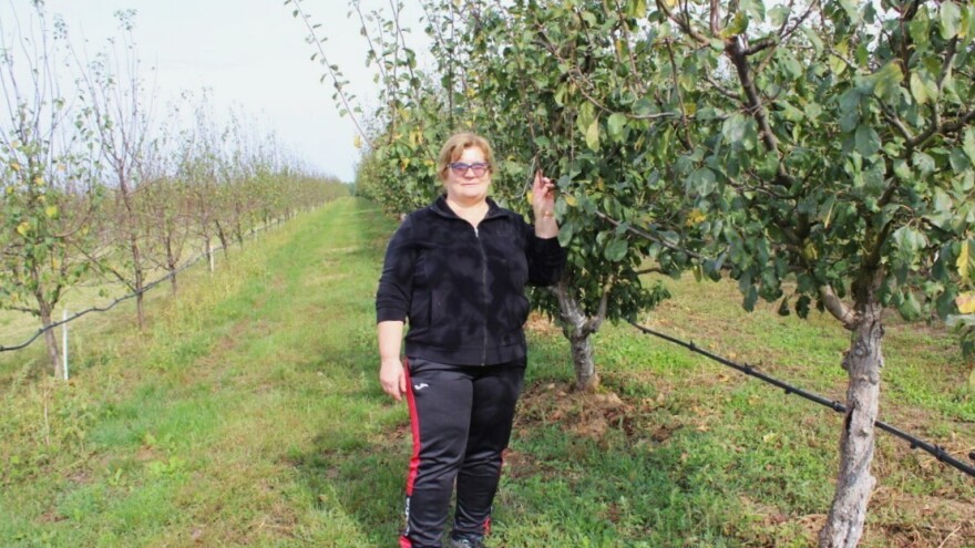 Unatoč nepovoljnoj godini, u šljiviku OPG Sabo izmjereno čak 24 brixa