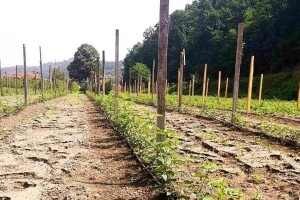 Besplatno navodnjavanje za malinare u Bratuncu - troškove pokriva općina