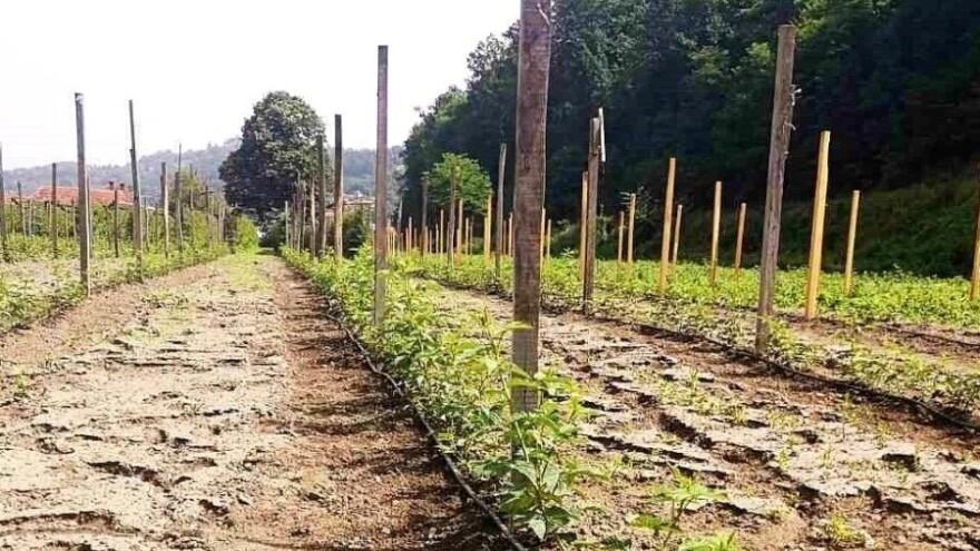 Besplatno navodnjavanje za malinare u Bratuncu - troškove pokriva općina