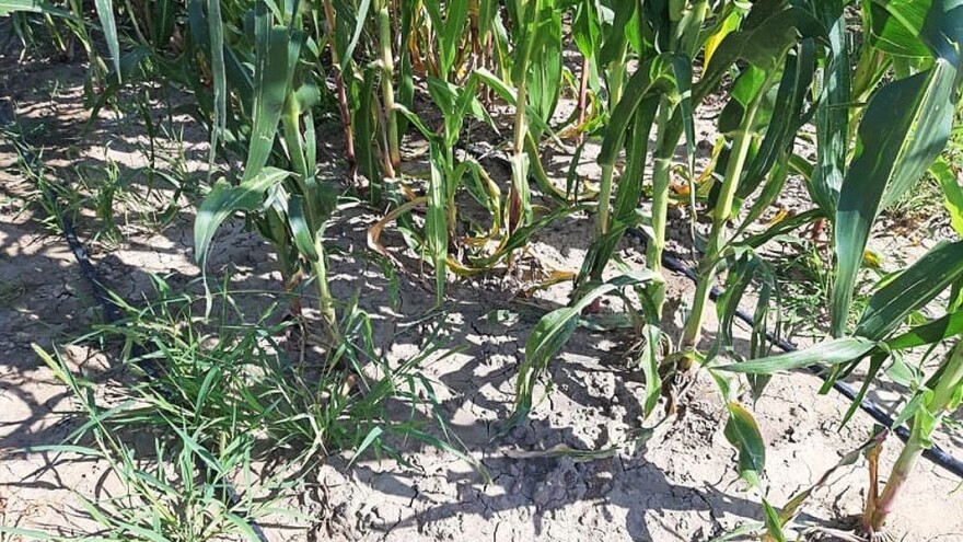 Navodnjava kukuruz i nada se prinosu od 12 do 14 tona po hektaru