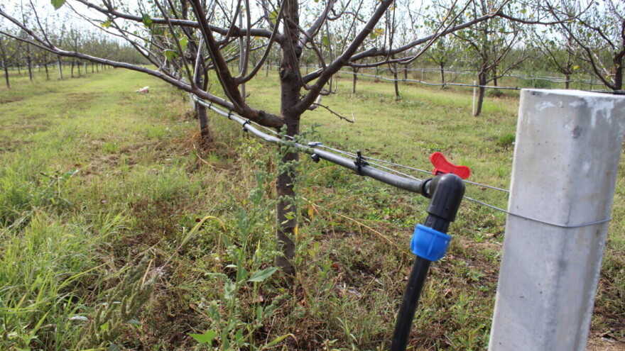 Voćari u Velikoj Ludini više od desetljeća čekaju sustav javnog navodnjavanja, gdje je zapelo?