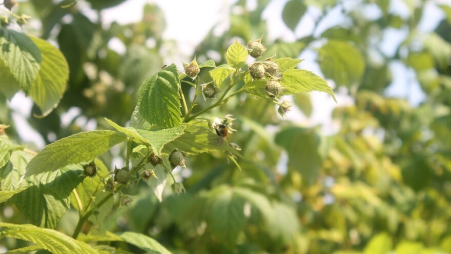 Malinari i pojoprivrednici u Bratuncu pomoću navodnjavanja očekuju veće prinose