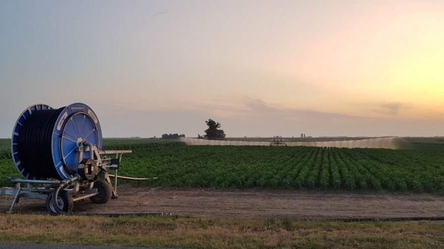Denići uspešno uzgajaju začinsku papriku i crni luk - nemaju ugovor o otkupu nego stalne kupce