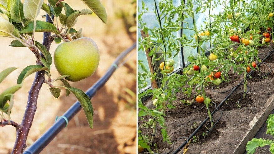Navodnjavanje voća i povrća tokom suše: Kako da racionalno koristimo vodu?