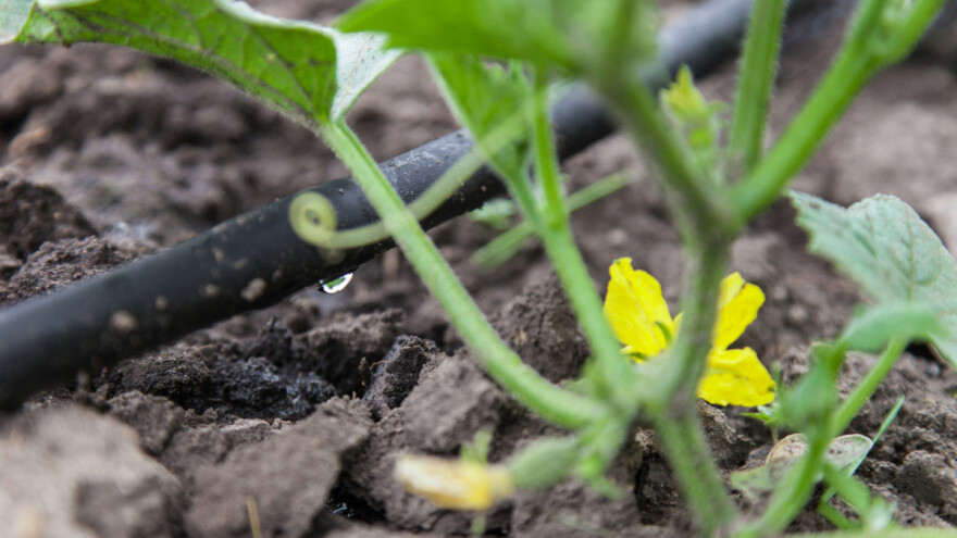 Izazovi navodnjavanja biljaka u plasteničkoj proizvodnji