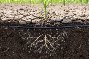 Navodnjavanje pod zemljom direktno u korijen