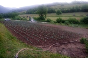 Čeka nas smjena kiše i sunca - zašto redovno obilaziti usjeve?