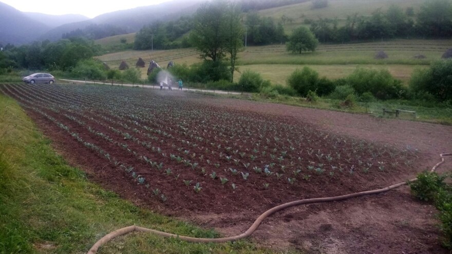 Čeka nas smjena kiše i sunca - zašto redovno obilaziti usjeve?