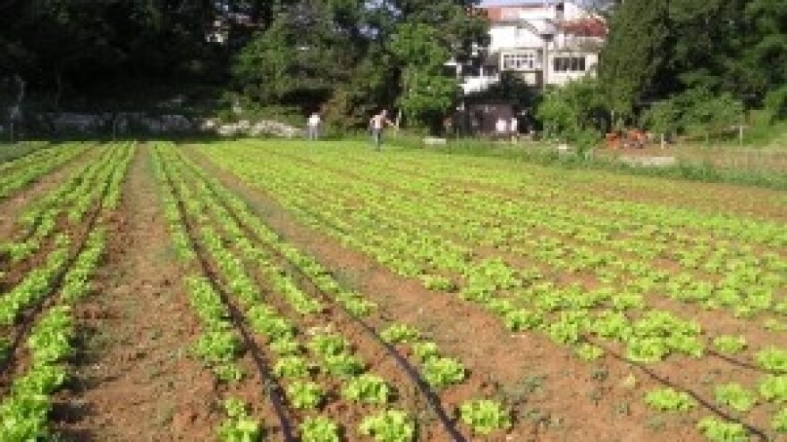 Navodnjavanjem do uspješnih prinosa