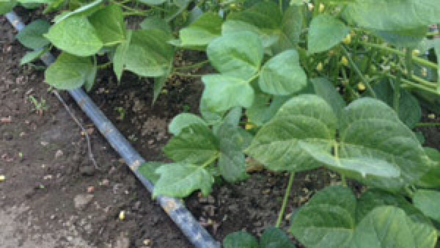 EU fondovi financirat će navodnjavanje