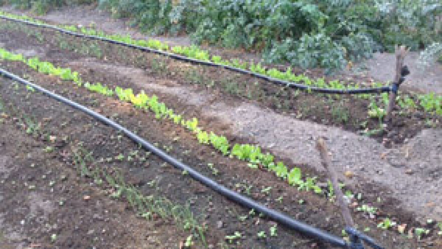 Navodnjavana polja daju rekordne urode povrća