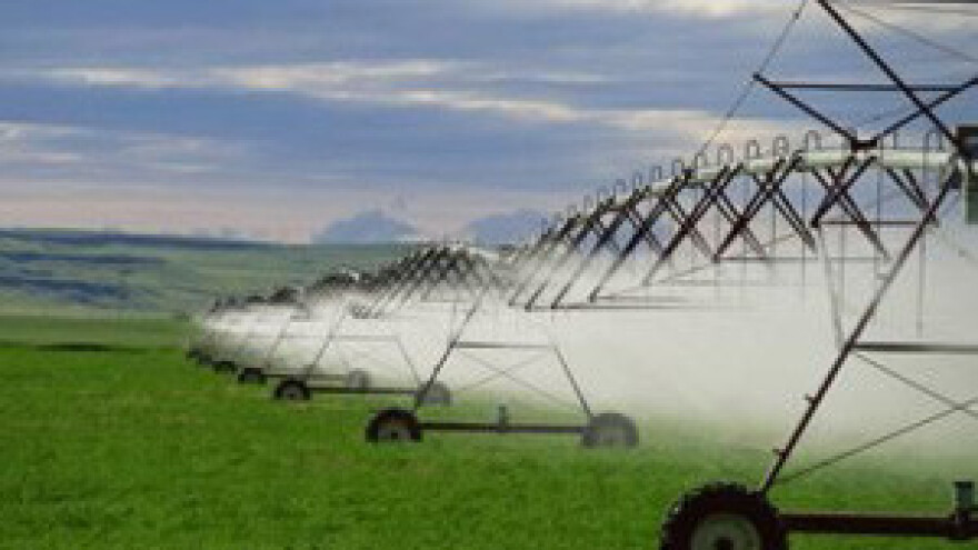 Navodnjavana polja su prava oaza