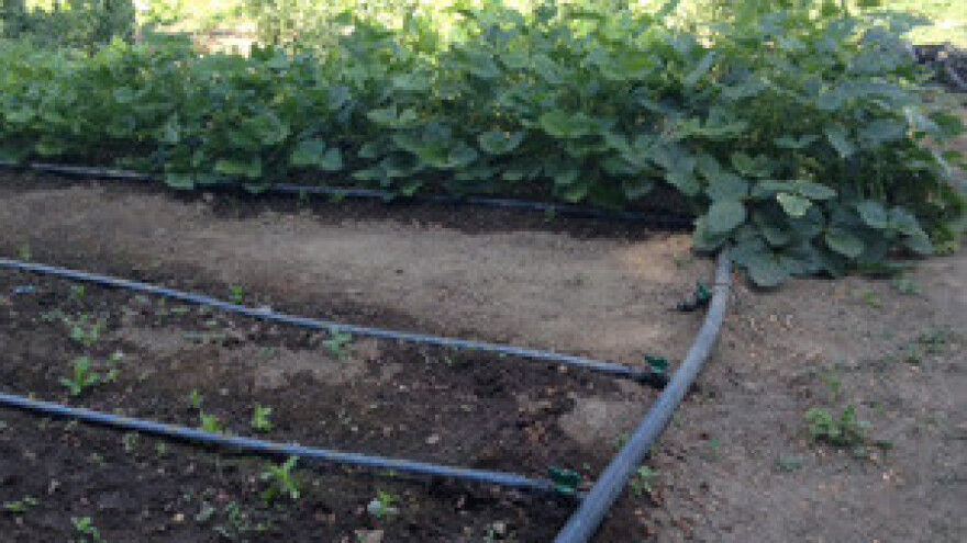 Imaju besplatnu vodu za navodnjavanje ali je ne koriste!