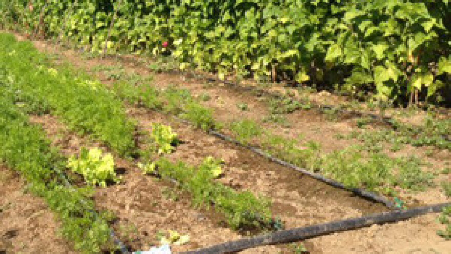 Nema navodnjavanja bez europskih fondova