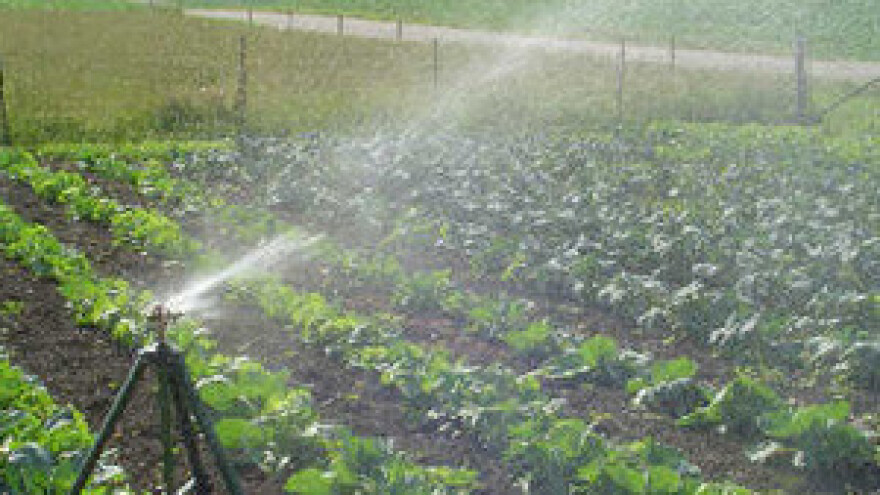 Strah od ulaganja u navodnjavanje dok nema reda